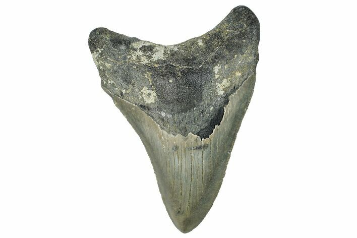 Serrated, Fossil Megalodon Tooth - North Carolina #295071